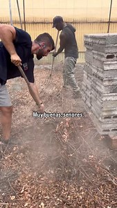 Buenos días 🧑‍🌾❤️ Preparando este invernadero para prepararlo al estilo enarenado pero con picón 🌋 La idea es limpiar todo el invernadero y allanarlo, para después montar el riego y en el lugar donde va la planta apartar el picón hasta llegar a la tierra 🌱 Y ahí ya sembrar nuestras BERENJENAS 🍆 A luchar por lo que uno quiere 🧑‍🌾❤️ 📦 Envíos solo a Canarias 👉🏻 www.frutasyverdurasnito.es 🕒 L-V 8h a 15h y S 8h a 14h JUEVES POR LA TARDE DE 16:30h a 20h 📍 C/ Felipe del Castillo, 68, Tejina