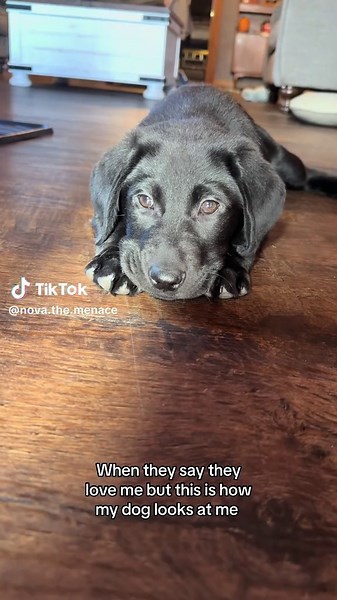 Cute Black Lab Puppy with Adorable Brown Eyes