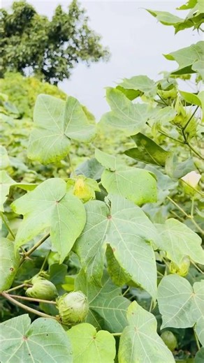 Kapas ☘️ white gold #farming #farmer #kapas #kisan #villagelife #vairal #shortvideo #agriculture ☘️