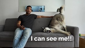 39K views · 1.7K reactions | This is What Happens When My Dog Sees Himself on TV! The Husky Moon watched his own YouTube videos today!!! #talkingdog #cutedog #husky #huskylove #funny #siberianhusky #huskysiberiano #huskylovers #funnydogs | The Husky Moon | Facebook