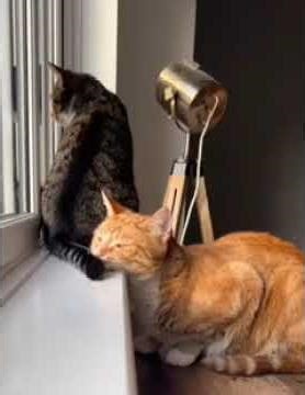 Everyone Has a Cat Like This Inside