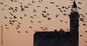 Group of Cormorants flying over Aigues Mortes in France