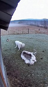 85K views · 1.4K reactions | Wolf tries to sneak on a sheep but gets...