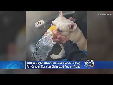 JetBlue Flight Attendants Credited For Saving Dog's Life During Flight