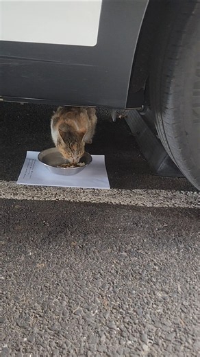 다시 시작한 구내염 치료🐱🙏🥰