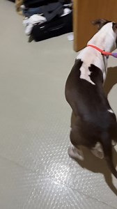 Our night time routine sa isla before we sleep 🥴🐶 #doglife | Rambo & Bambi Ambully