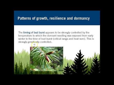 Tree Biology (Part 1)