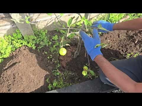 Planting my Braeburn apple tree
