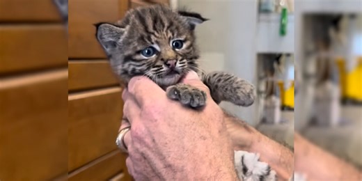 Cat Shelter Shocked That Rescue ‘Kitten’ Actually Isn’t A Cat