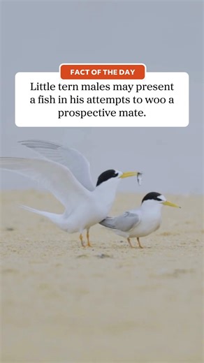 🔎 Did you know? Little tern (Sternula albifrons) males will sometimes attempt to woo a prospective mate by presenting them a fish. These birds are endangered in NSW, and campaigns like Share the Shore are working hard to protect them. Learn how you can get involved in protecting endangered birds like the little tern with Share the Shore. https://bit.ly/4qD2QeH 🎥 Alex Pike #SavingOurSpecies #AusGeo #Birding #LittleTern #Endangered #ShareTheShore | Australian Geographic