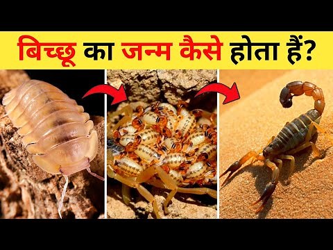 बिच्छू का जीवन चक्र | Scorpion Life Cycle Video | Life Cycle Of Scorpion In Hindi | Bichhoo Ka Janm