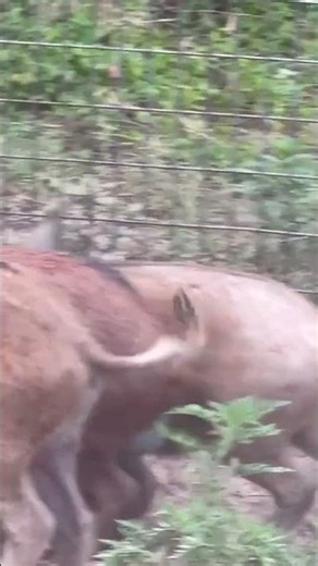 How do you capture a herd of wild boars that are becoming agitated? #wildboar #wildhogs #trap