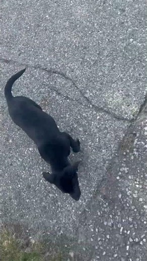 Ranie following the leader #shorts #puppy #puppies #blacklabs #bordercollie #adoptdontshop