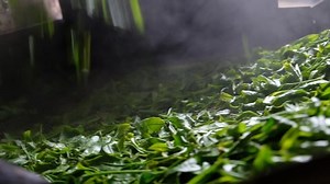 A key difference between Japanese green tea and Chinese green tea is Japanese tea leaves are steamed after being harvested. The purpose of the steaming is to prevent the leaves from being oxidized.
