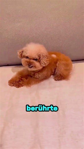 Ein Eiswürfel zeigt die wahre Persönlichkeit dieser Hunde