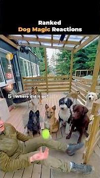 Ranked Dog Magic Reactions