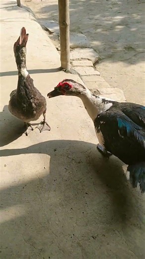 মাশাল্লাহ আমার খামারের রাজা রানী 🥰🥰 #viral #duck #খামার #কৃষি ‪@bismillahagro‬