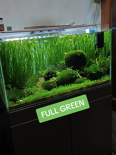 Creating a Lush Green Aquascape Paludarium