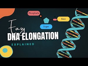 DNA Elongation |Steps, Leading & Lagging Strand, Okazaki Fragments, Synthesis, and Proofreading 2025