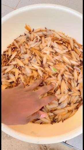 Exploring Zambian Culture Through Food | Inswa