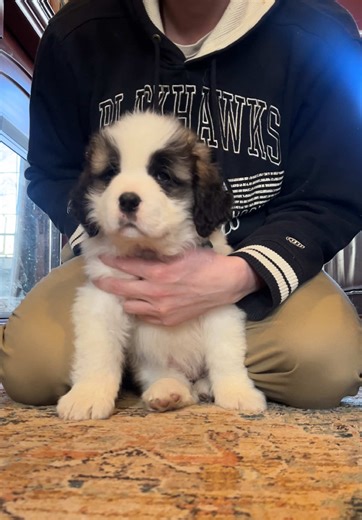 Potty Training Progress of Our Saint Bernard Maisie