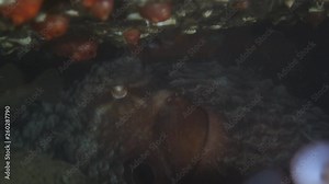 Underwater Zoom-out: Octopus with Fish Under Huge Rock in Puget Sound, Washington