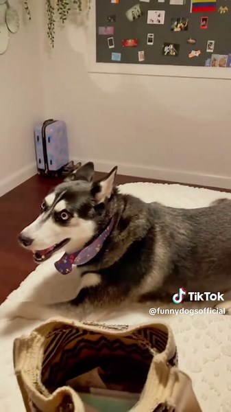 Funny Dog Reactions to 'Mom's Coming'