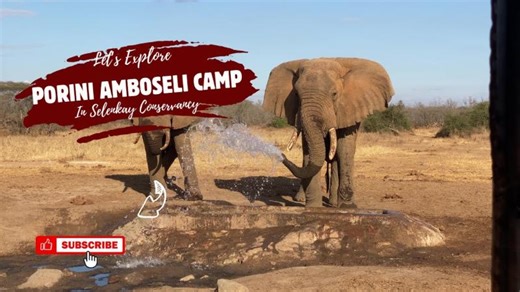 Porini Amboseli Camp Experience | Stay in Award-Winning Selenkay Conservancy | Gamewatchers Safaris Porini Camps
