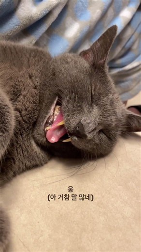 자는 줄 알았는데 대답은 다 해주는 고양이ㅋㅋㅋ (My 13-Year-Old Cat Answers Me Even While Sleeping lol/寝ながら返事してくれる13歳の猫)