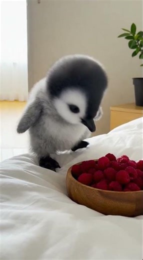Listen This Penguin Eat Raspberyy!🍓