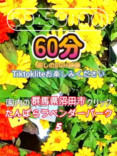 たんばらラベンダーパーク ラベンダー畑60分 癒しの高原BGM