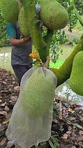 #Jackfruit harvesting in Vietnam #菠萝蜜 | Tina Do