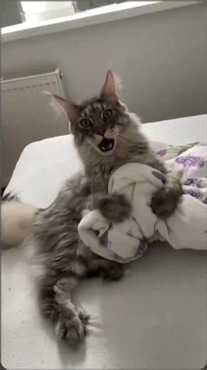 Evil cat 😈 funny laughing #kitten #funnycat #bk #catshorts #evilcat #catfishing #giggles #gregarious