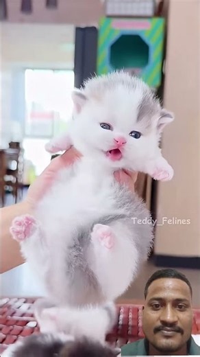 #pets #funny #cat #cute #adorably #catwalktour