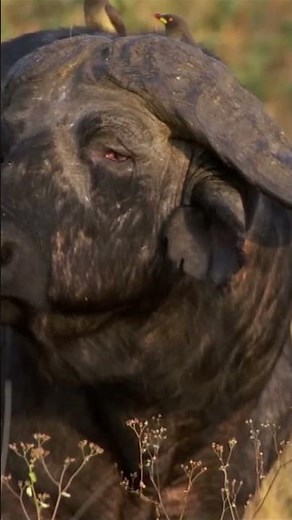 Lions Take Down Buffalo in Intense Hunt 🦁💥 | Nat Geo Wildlife Moment