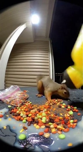 Squirrel Cereal Explosion 😱🐿️ Tiny Thief Causes Massive Mess!