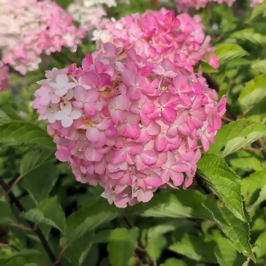 Hydrangea Berry White