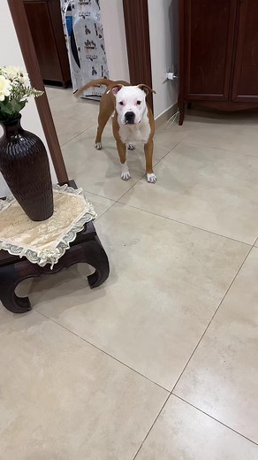 Playful Brown and White Pit Bull in Cozy Living Room