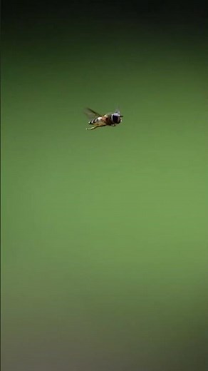 ハナアブの空中戦 縄張り争い テリトリアル行動 #ハナアブ #花虻 #空中停止