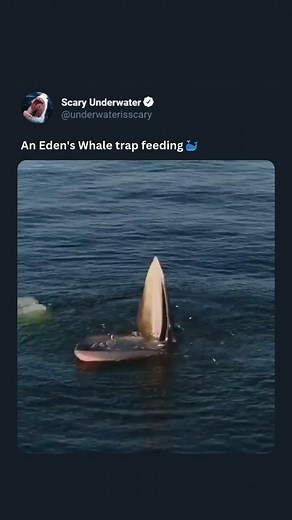 An Eden's Whale showcases its unique trap-feeding technique in open waters, a rare sight captured in this footage. With its mouth wide open, the whale remains stationary, creating a natural trap as the water flows through its baleen plates, capturing small fish and plankton. This feeding strategy highlights the whale's adaptability and efficiency in utilizing the ocean's resources, allowing it to thrive in diverse marine environments. #whales #ocean #viral #explore | Scary Underwater
