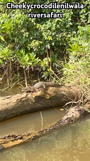 Solt water crocodiles #crocodile #travel #lifeisbutadream #travelsrilanka #visitsrilanka #beach