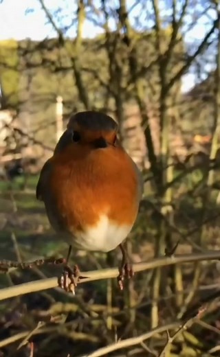 vidéo📸👉 Extraordinaire Nature Le rouge-gorge reste l'un des oiseaux les plus populaires pour beaucoup avec l'hirondelle et la mésange, il est aussi l'une des espèces préférées des jardiniers d'où son surnom " le petit oiseau des laboureurs ". Extraordinaire Nature 🌳 | Extraordinaire Nature
