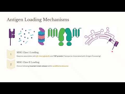 Immunology- Major Histocompatablity Class (MHC) I and II