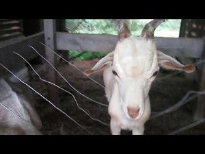 Goat balancing on hay roll feeder.