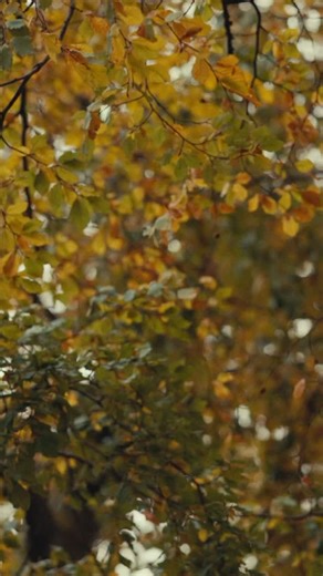 On Sunday we hosted @dirtyfilthyevents for their Alternative Harvest Festival 🌾 With an array of market traders, musicians, delicious food and kids crafts it was a wonderful day for everyone ✨ #elkstonestudios #harvestfestival #autumn #cotswolds #cotswoldsliving #cotswoldslife #autumninthecotswolds | Elkstone Studios