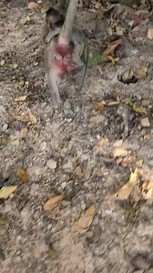 4.7K views · 398 reactions | Poor baby Patrick crying hang mother | Wildlife Idol | Facebook