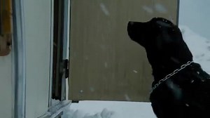 Labrador Tráiler VO