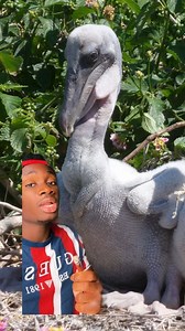 They’re Satan spawn with flyer miles and no fun fact will tell me otherwise #dinosaur #wtf #birds | Casual Geographic