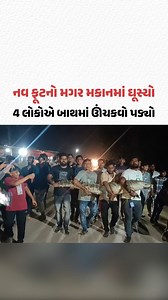 10K views · 82 reactions | Vadodara ના પાદરાના બે રહેણાંક વિસ્તારોમાંથી મહાકાય મગરનું રેસ્ક્યૂ | Gujarat Samachar #Vadodara #VadodaraNews #Padra #Crocodile #Gscard #Gujaratsamachar | Gujarat Samachar | Facebook
