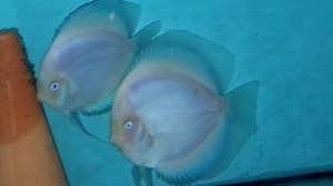 Whute diamond pair with babies | Chens Discus UK